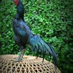 Thai Rooster
