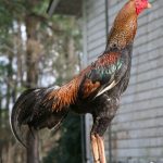 Thai Rooster