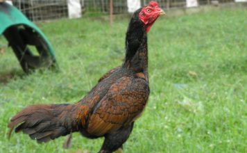 History and Structure of Asil OLYMPUS DIGITAL CAMERA