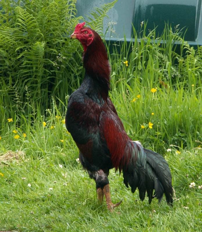 asil/rooster