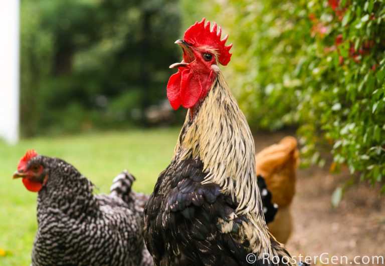 Best Rooster Diet & The History of Rooster Treatment