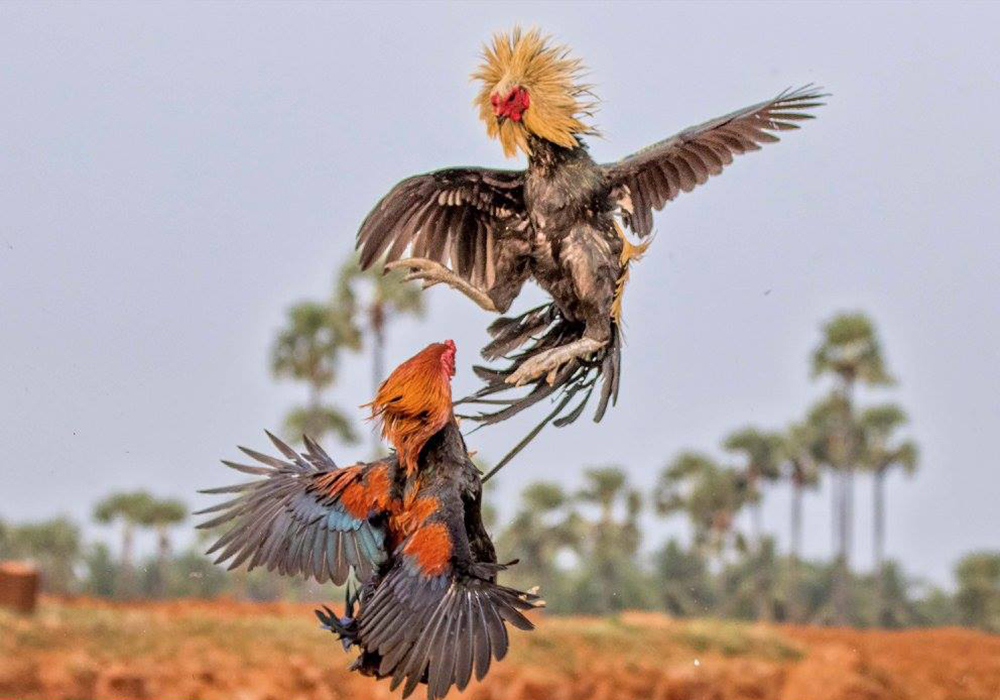 Roosters Fight