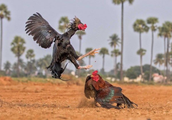 Roosters Fight