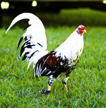The Stories About American Gamefowl American Gamefowl (3)