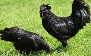 The Mysterious Allure of Ayam Cemani: Unraveling the Enigma of the “Black Chicken” ayam cemani