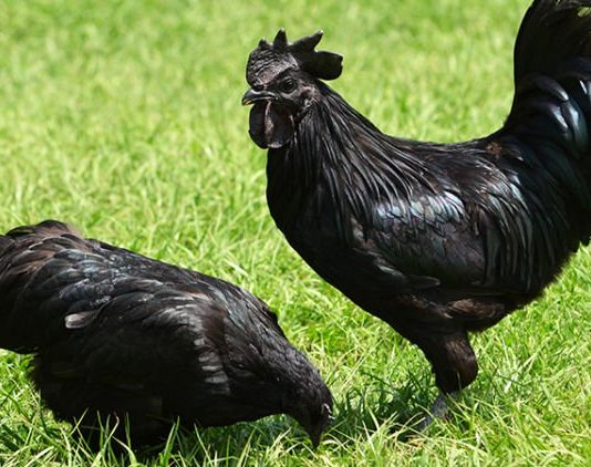 The Mysterious Allure of Ayam Cemani: Unraveling the Enigma of the “Black Chicken” ayam cemani